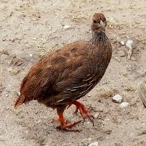 Francolín de El CaboEn la Guía-Naturaleza de RikenMon