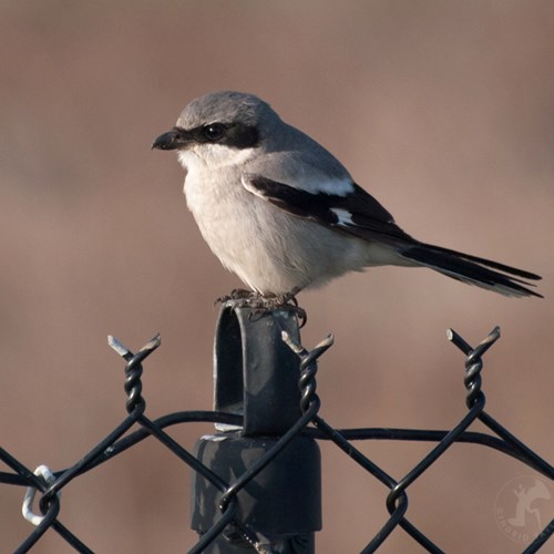 Averla maggioresu guida naturalistica di RikenMon