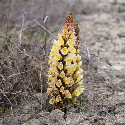 Cistanche phelypaea [L.]su guida naturalistica di RikenMon