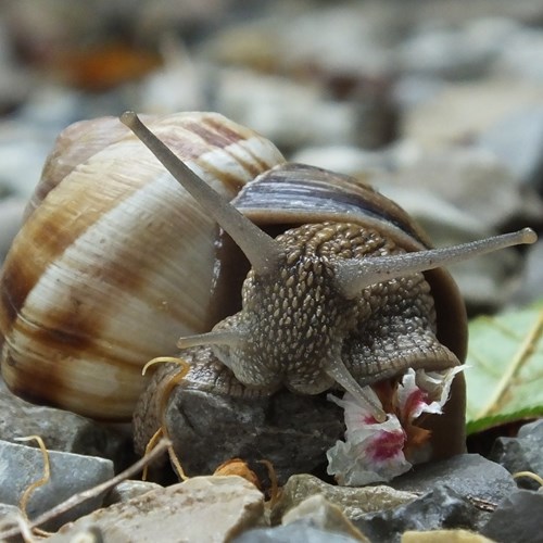 Caracol de viñaEn la Guía-Naturaleza de RikenMon