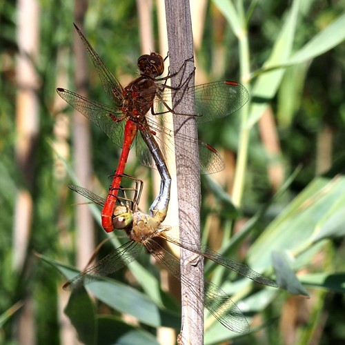 Sympetrum meridionale [L.]En la Guía-Naturaleza de RikenMon