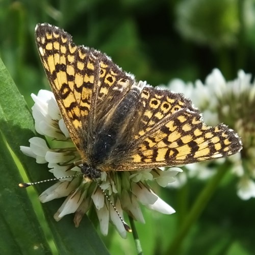 Wegerich-ScheckenfalterAuf RikenMons Nature-Guide