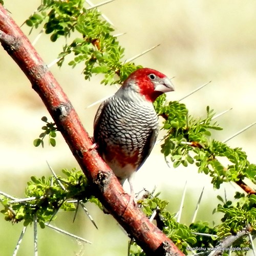 Estrilda cabecirrojaEn la Guía-Naturaleza de RikenMon