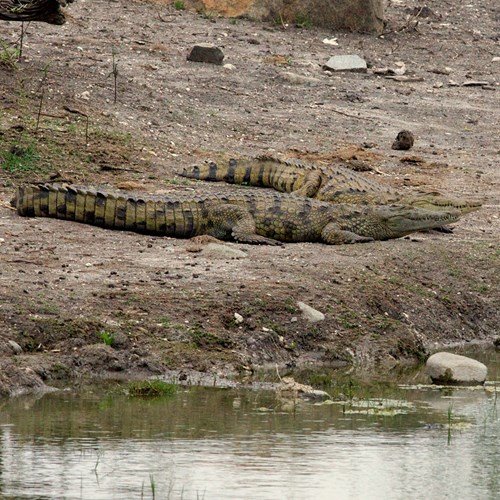 Cocodrilo del NiloEn la Guía-Naturaleza de RikenMon