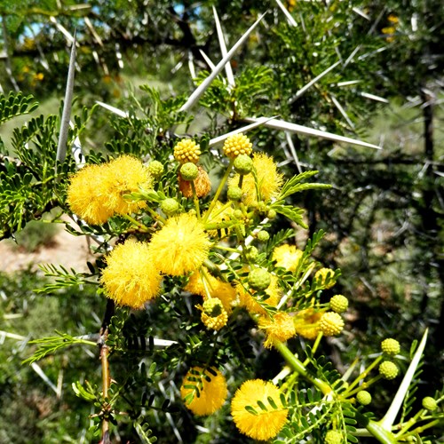 Acacia karroo [L.]op RikenMon's Natuurgids