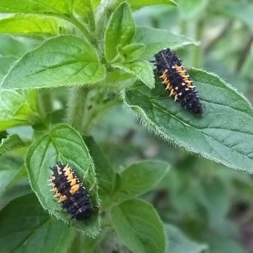 Aziatisch lieveheersbeestjeop RikenMon's Natuurgids