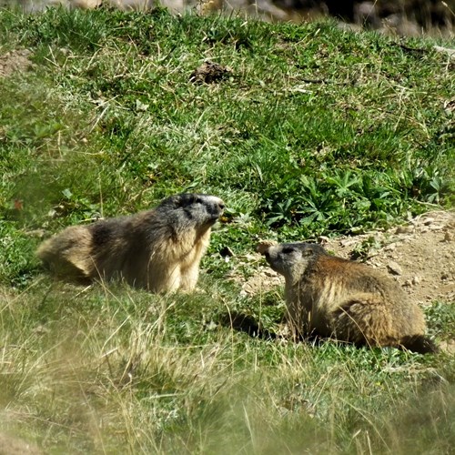 Marmota marmota [L.]在RikenMon的自然指南