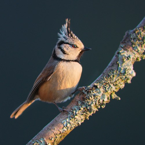 Mésange huppéeSur le Nature-Guide de RikenMon