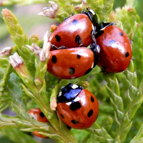 Coccinelle à sept pointsSur le Nature-Guide de RikenMon