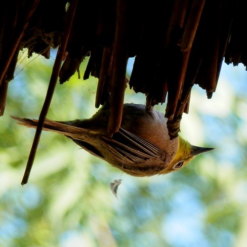 Oranjerivierbrilvogelop RikenMon's Natuurgids