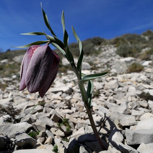 Fritillaria tubiformis [L.]在RikenMon的自然指南