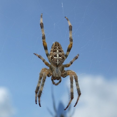 Araneus diadematus [L.]Em Nature-Guide de RikenMon