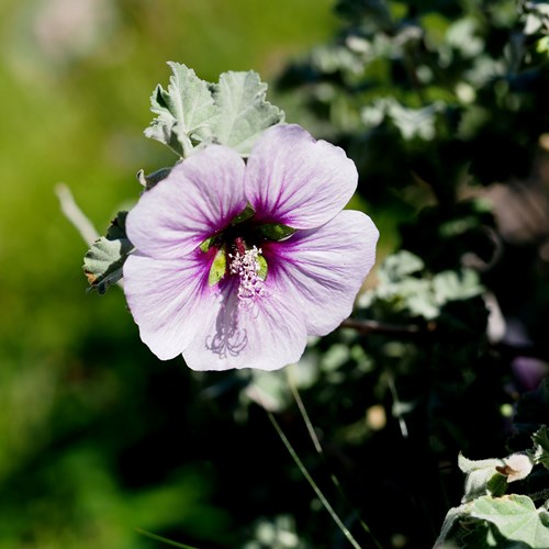 Lavatera maritima [L.]on RikenMon's Nature-Guide