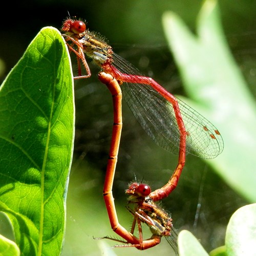 Ceriagrion tenellum [L.]在RikenMon的自然指南