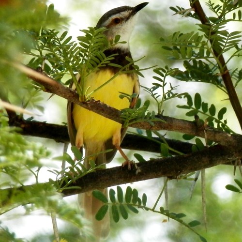 黑胸山鹪莺在RikenMon的自然指南