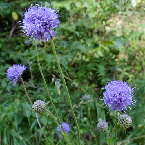 Succisa pratensis [L.]su guida naturalistica di RikenMon