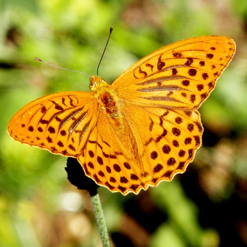 Silver-washed fritillaryon RikenMon's Nature-Guide