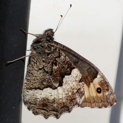 Grote boswachterop RikenMon's Natuurgids