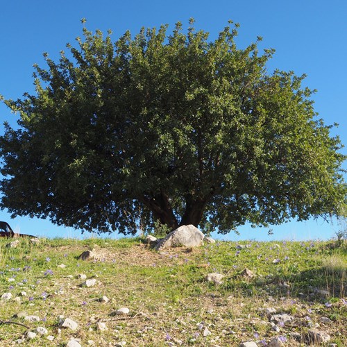 CaroubierSur le Nature-Guide de RikenMon