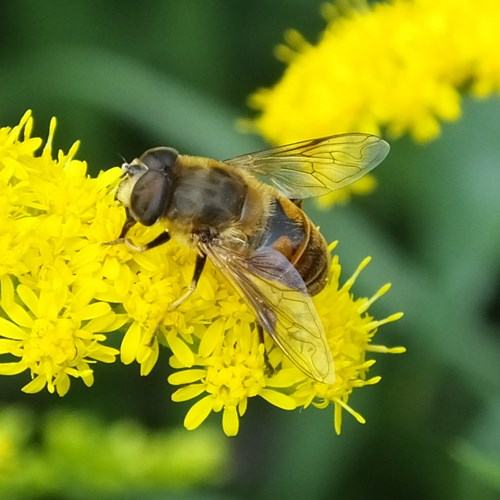 Eristalis tenax [L.]在RikenMon的自然指南