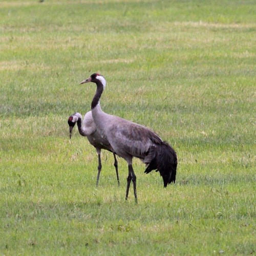 Grulla comúnEn la Guía-Naturaleza de RikenMon