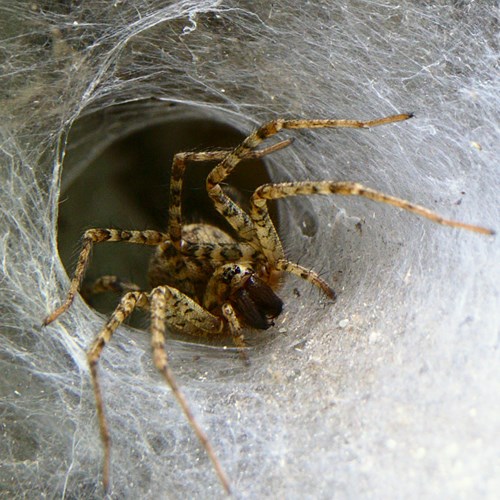 Bonte trechterspinop RikenMon's Natuurgids