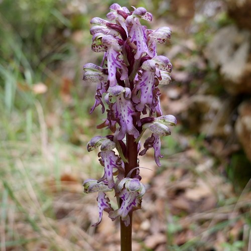 Himantoglossum robertianum [L.]on RikenMon's Nature-Guide