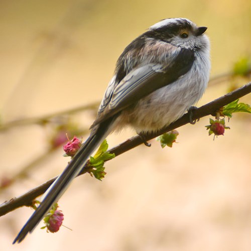 Mésange à longue queueSur le Nature-Guide de RikenMon