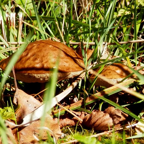 Suillus granulatus [L.]En la Guía-Naturaleza de RikenMon