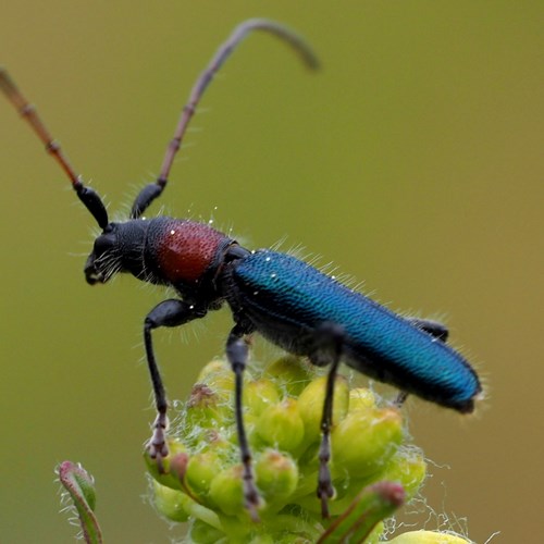 Certallum ebulinum [L.]op RikenMon's Natuurgids