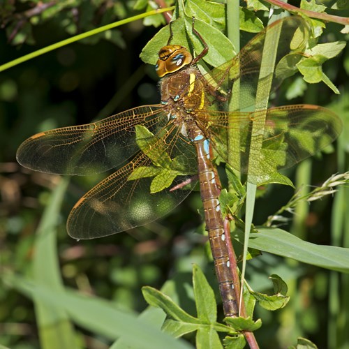 Aeshna grandis [L.]на Nature-Guide RikenMon в