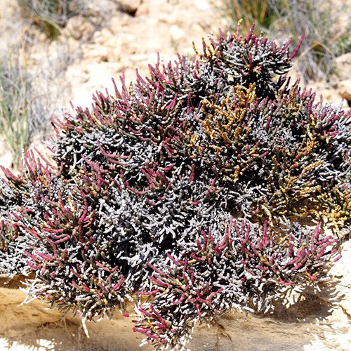 Sarcocornia fruticosa [L.]op RikenMon's Natuurgids