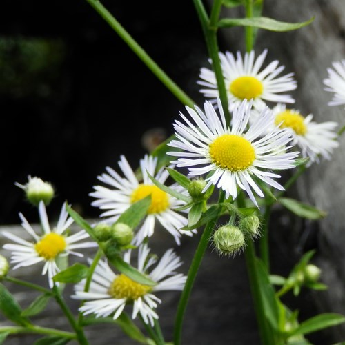 Erigeron annuus [L.]En la Guía-Naturaleza de RikenMon