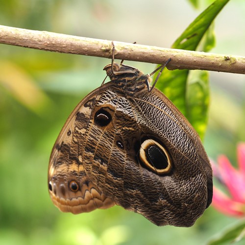 Caligo memnon [L.]在RikenMon的自然指南