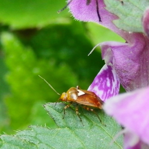 Lygus pratensis [L.]在RikenMon的自然指南