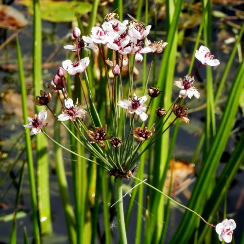 Giunco fioritosu guida naturalistica di RikenMon