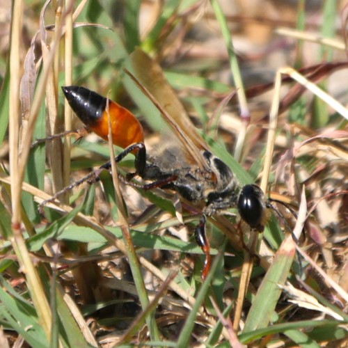 Sphex funerarius [L.]En la Guía-Naturaleza de RikenMon