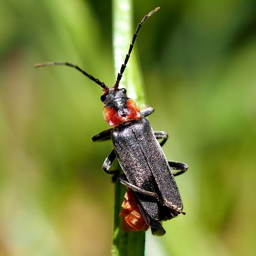 Cantharis fusca [L.]En la Guía-Naturaleza de RikenMon