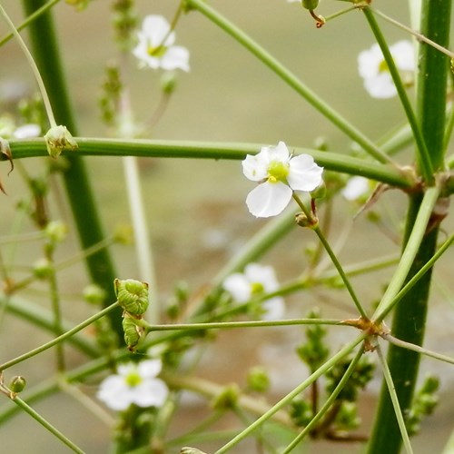 Grote waterweegbreeop RikenMon's Natuurgids