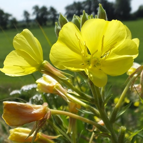 Oenothera biennis [L.]En la Guía-Naturaleza de RikenMon