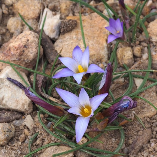 Romulea bulbocodium [L.]op RikenMon's Natuurgids