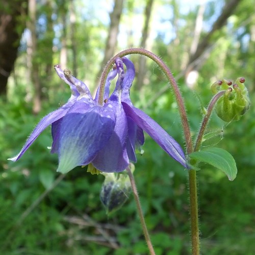 Aaquilegia comunesu guida naturalistica di RikenMon