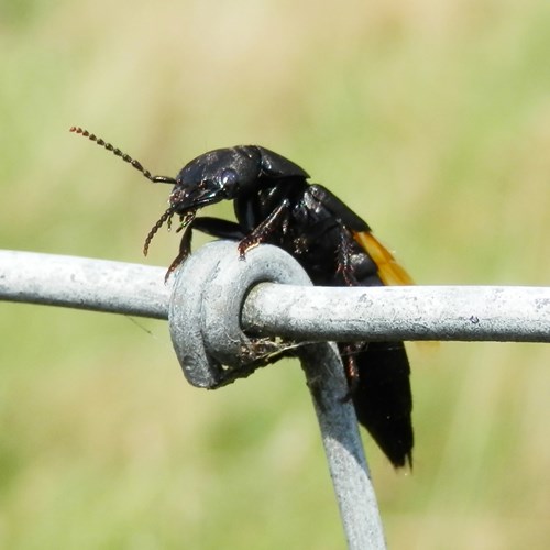 Stinkende kortschildkeverop RikenMon's Natuurgids