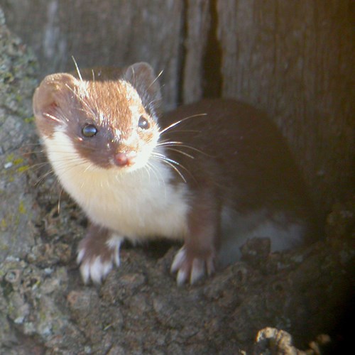 Donnolasu guida naturalistica di RikenMon