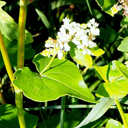 Grano saracenosu guida naturalistica di RikenMon