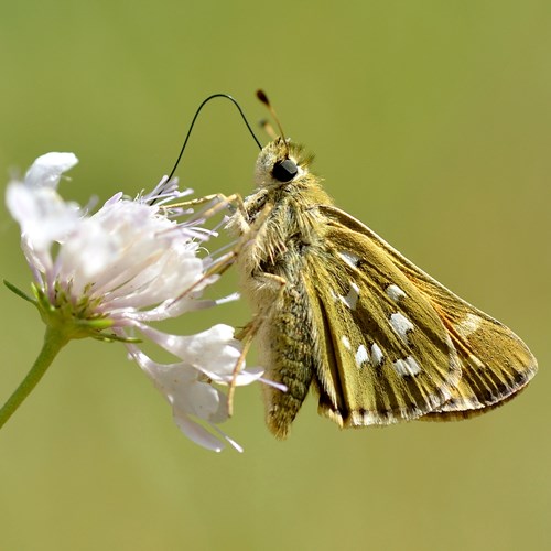 Hesperia comma [L.]En la Guía-Naturaleza de RikenMon