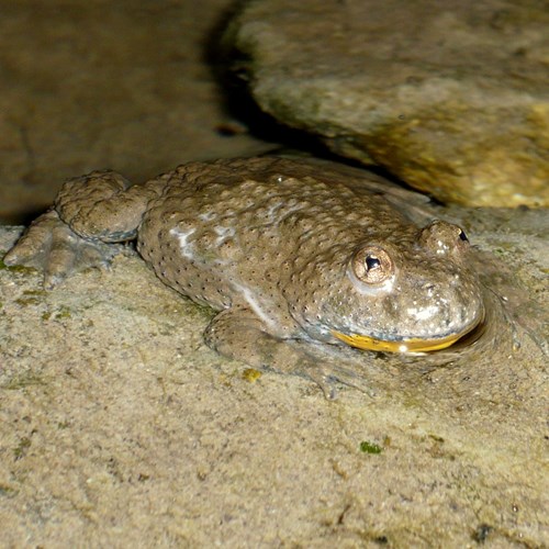 Geelbuikvuurpadop RikenMon's Natuurgids