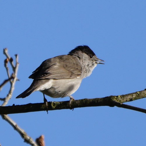 Fauvette à tête noireSur le Nature-Guide de RikenMon