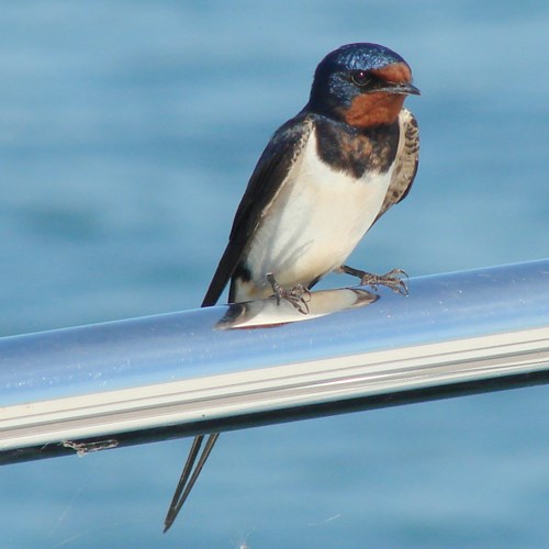 Rondine comunesu guida naturalistica di RikenMon