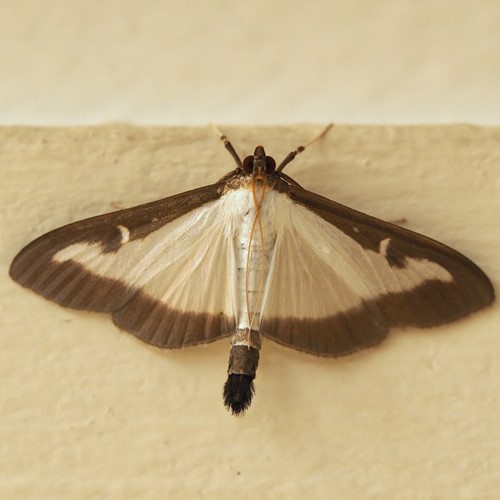 Glyphodes perspectalis [L.]на Nature-Guide RikenMon в